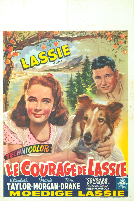 Le Courage de Lassie